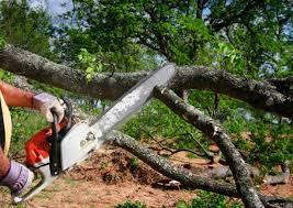 Best Tree Risk Assessment  in Weleetka, OK