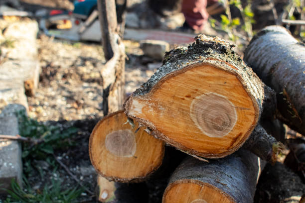 Best Tree Trimming and Pruning  in Weleetka, OK