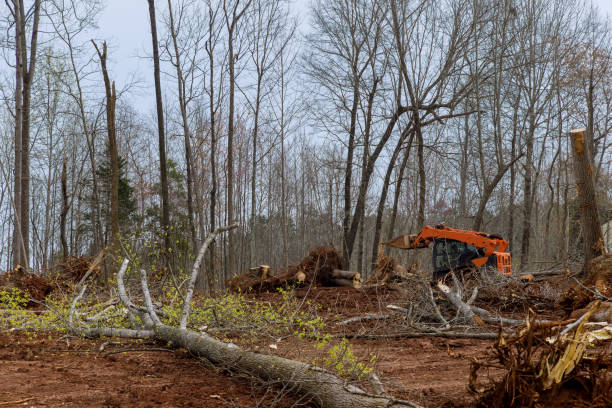 Leaf Removal in Weleetka, OK