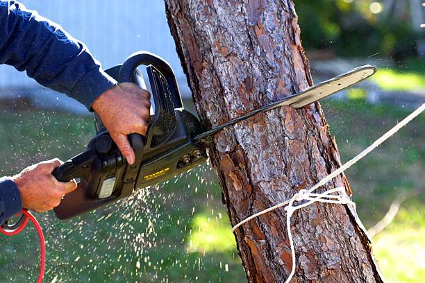 Best Tree Maintenance Programs  in Weleetka, OK