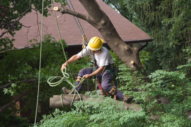 Best Stump Grinding and Removal  in Weleetka, OK