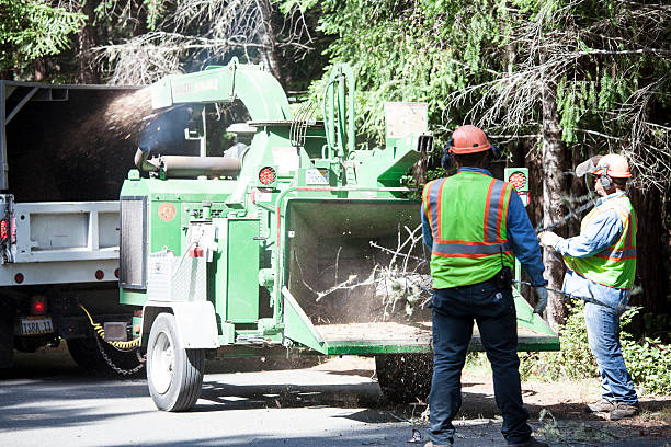 Best Fruit Tree Pruning  in Weleetka, OK