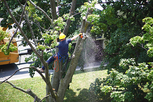 Tree Care