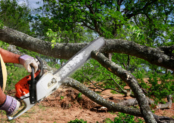 Best Emergency Tree Removal  in Weleetka, OK