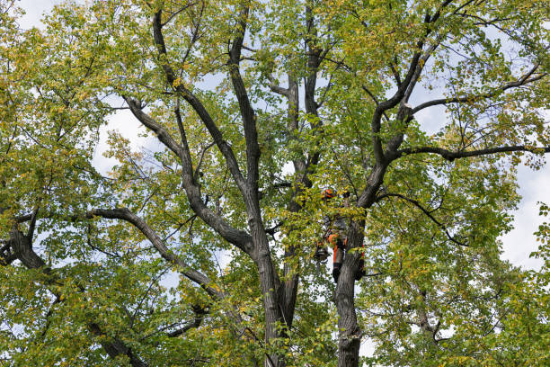 Best Tree Preservation Services  in Weleetka, OK